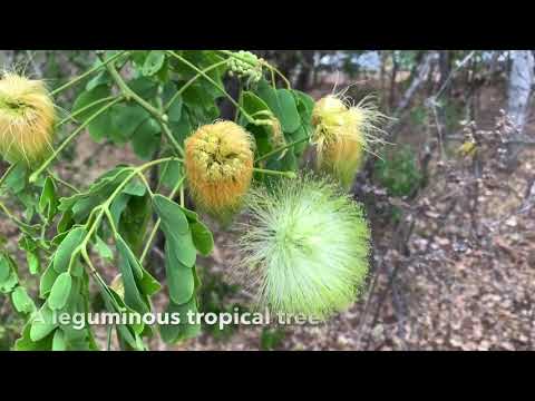 Видео: Calotropis Procera: многоцелевое растение