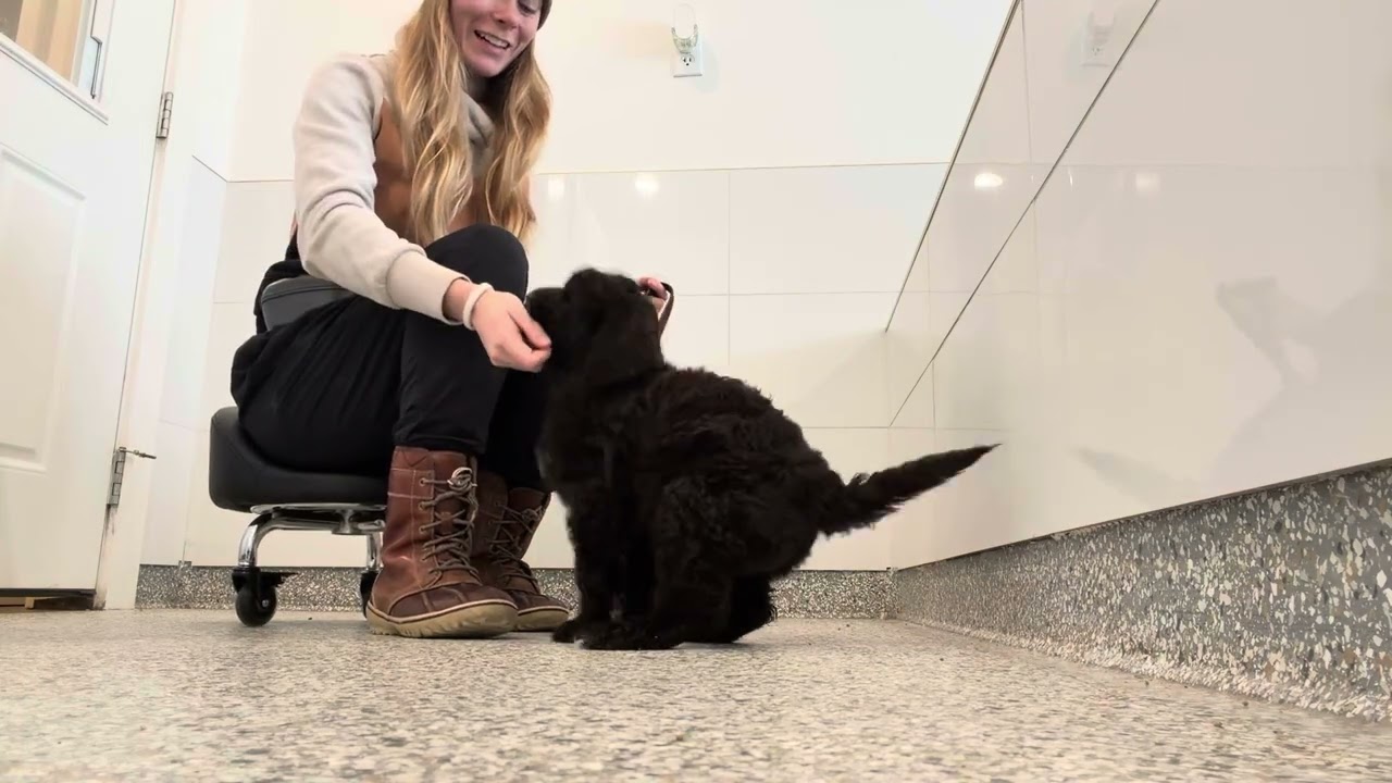 Fae’s Intro To Sits & Downs 3.4.26