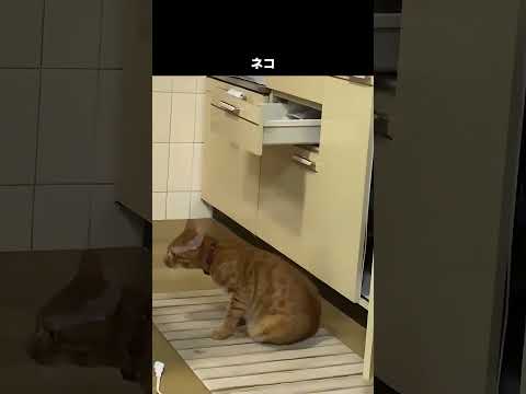 多分タイムマシンから出てきたのは…