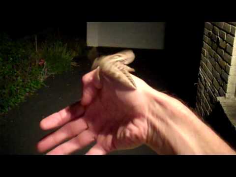 White-lined Sphinx Moth