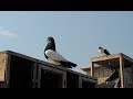 Gulldar khaal , Shirazi , khaal chaap (Sheikh Sahab) multan pigeons..