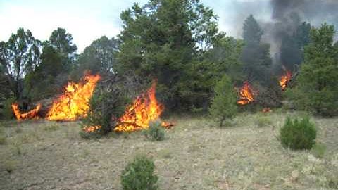 Pinion Juniper Torching