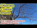 Обрезка старой вишни  Как определить по почке тип вишни