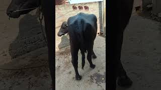#desiviilagelifetstyle #farming#bufflo #business