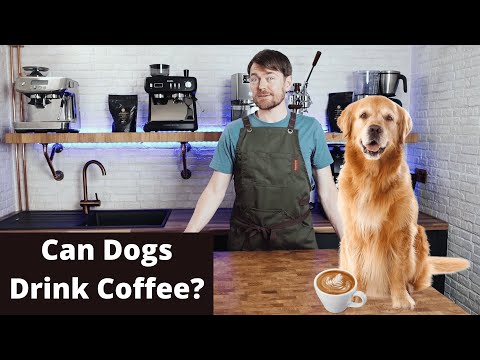 Videó: Kiváló minőségű kávé, amely visszaadja a kutyáknak