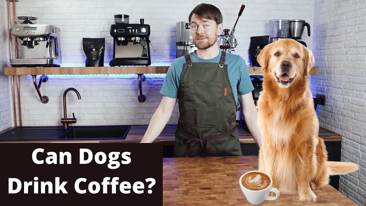 what happens when dogs drink coffee