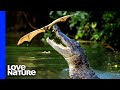 Crocodile vs. Flying Fox Bats