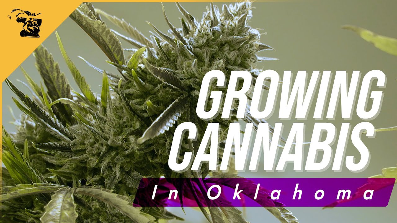 Booming Cannabis Growth in a New Frontier