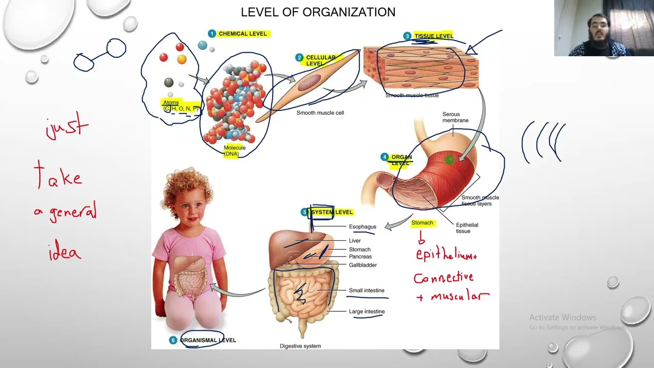 Ju histology - Lecture 1