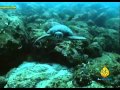 كائنات اعماق المحيط (فيلم وثائقي)