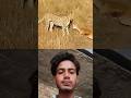 BUILT BY PRACTICE. PROVEN BY SPEED #cheetah #trending #animals#wildlife#gazelle#youtubeshorts