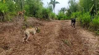 Caçada - ensinando meus cães novos a caçar