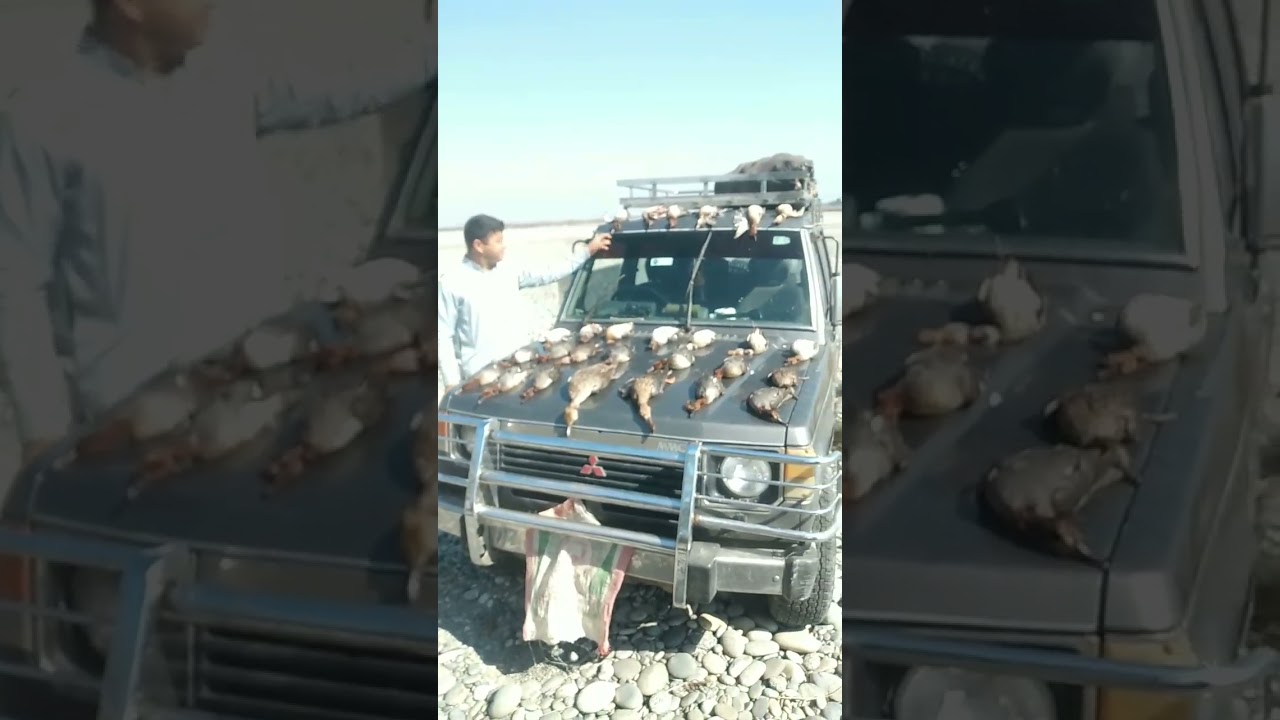 Duck Hunting Shorts | Duck Hunting 2024 pakistsn | Murghabi ka shikar. #duckhunting #hunting