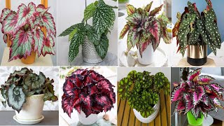 Top 29 Indoor Begonia Plants | Low Light Indoor Begonia Plant varieties | Plant and Planting