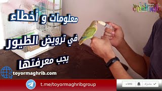 خطوات مهمة لترويض طيور الحب و البادجي و الكوكتيل و نصائح لتجنب أخطاء الترويض