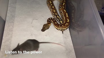 Blood python feeding