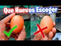 Como Escoger los Huevos para Incubar 🥚🐣 Que Huevos ponerle a una Gallina Clueca