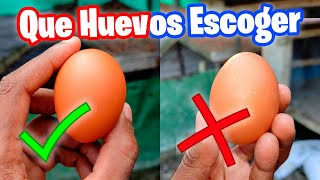 Como Escoger los Huevos para Incubar 🥚🐣 Que Huevos ponerle a una Gallina Clueca