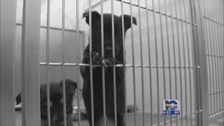 Euthanized dogs spark protest