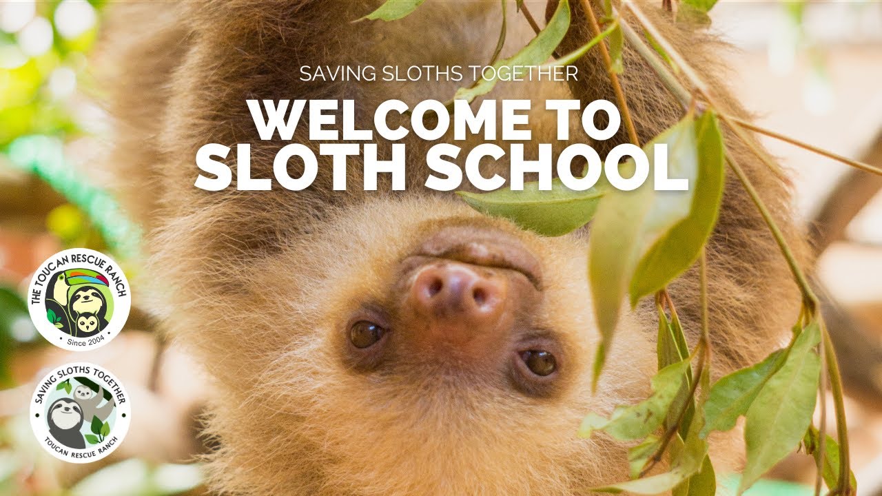 Scholastic News 3 - Sloths-School-Toucan rescue ranch