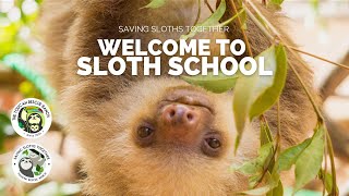 Welcome to Sloth School at Toucan Rescue Ranch!