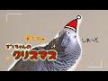 【ゆる回】サンタもびっくり!🎅ずぅちゃんの手抜きクリスマス🎄