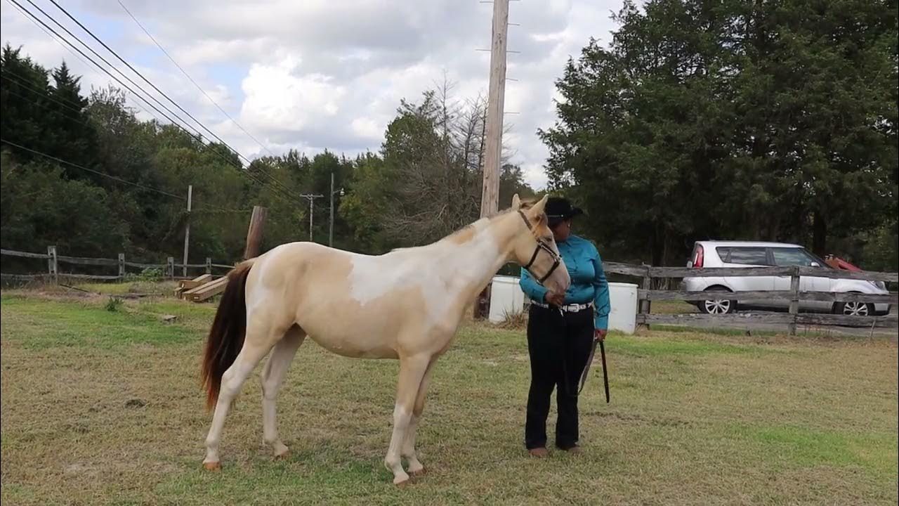 Halter Class Yearlings Dreamer Fall 2023 With Audio YouTube