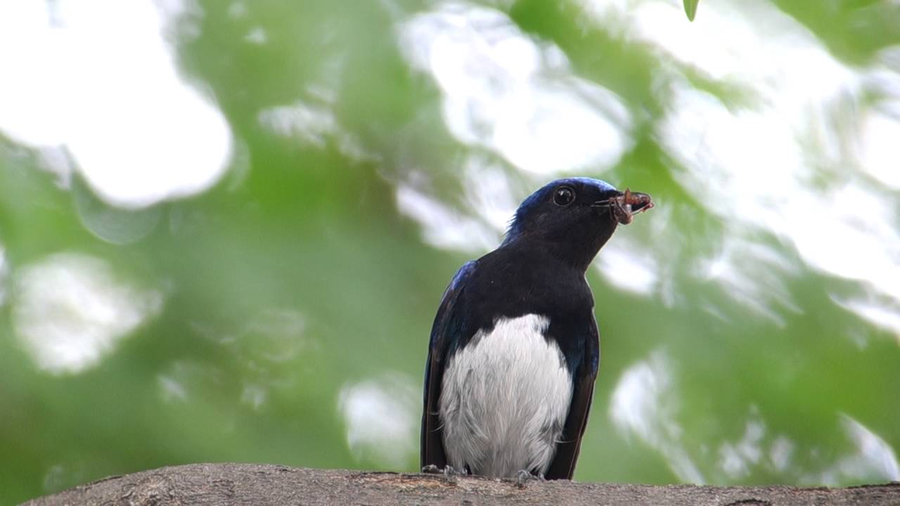 birding_큰유리새(Blue-and-white Flycatcher), 수컷 탐조 | birder 