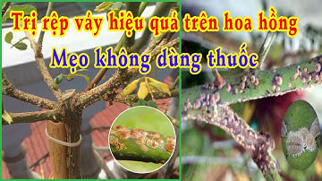 Xử lý rệp vảy trên thân cây hoa hồng bằng phương pháp không dùng thuốc hóa học
