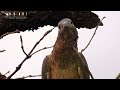 Oriental honey-buzzard