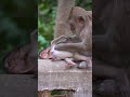 Baby monkey most beautiful in the family  wildlife adorable news