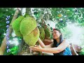 Roasted & Boiled Jackfruit Seeds, Pork Ribs With Langka, Binignit Dessert| Lutong Probinsya