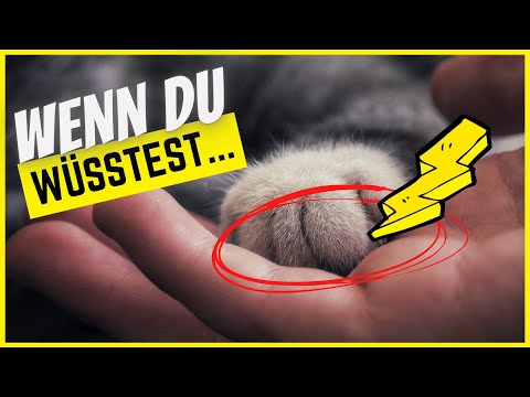 Video: Was Tun, Wenn Die Katze Malt