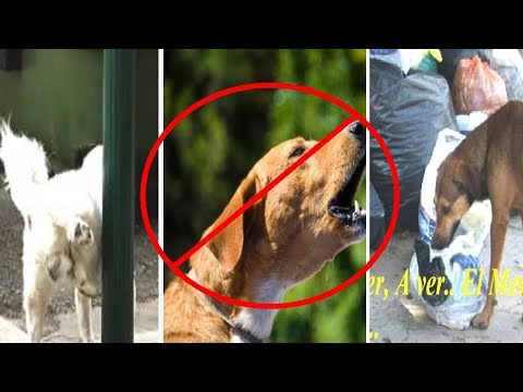 Video: Cómo Deshacerse De Los Perros Callejeros