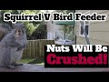 Squirrel-proof Bird Feeder