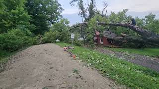 Historic Hickorynut tree v2