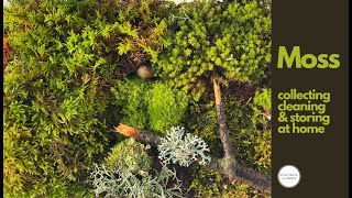 Moss Collecting, Cleaning, and Storing | Keep the moss alive at Home