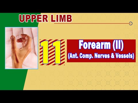 𝟏𝟏 𝐅𝐨𝐫𝐞𝐚𝐫𝐦 𝐈𝐈 𝐀𝐧𝐭𝐞𝐫𝐢𝐨𝐫 𝐜𝐨𝐦𝐩𝐚𝐫𝐭𝐦𝐞𝐧𝐭 𝐍𝐞𝐫𝐯𝐞𝐬 𝐯𝐞𝐬𝐬𝐞𝐥𝐬 أوعية وأعصاب الجزء الأمامي من الساعد