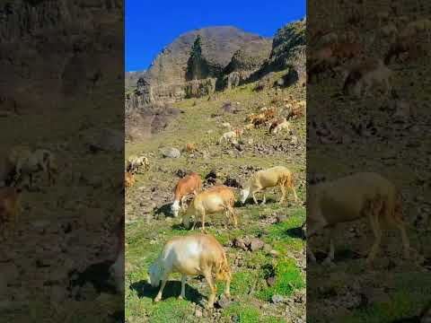 سلام ياراعيه والغرب شن شعبيات عيال الارود مناظريمنيه حصري