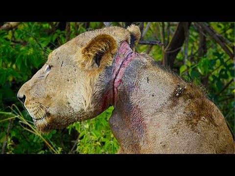 Video: Ngorongoro Qoruma Ərazisi: Tam Bələdçi