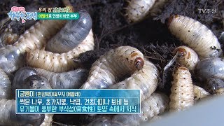 이제는 미래식량이 된 애벌레! [행복한 저녁] 50회 20170626