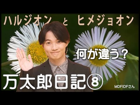 羽生結弦ファンも必見！「らんまん」万太郎日記⑧－ハルジオンとヒメジョオン－誰もが知っている、しかし皆が混乱している。それが「ハルジオン（ハルシオン）」と「ヒメジョオン」です。それを万太郎が解明します。