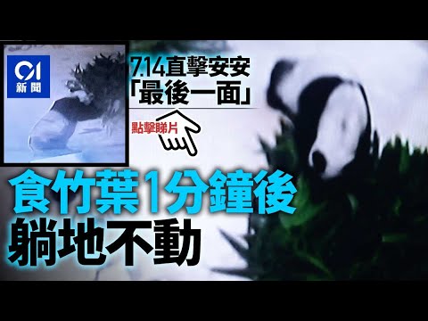 熊貓安安離世｜記者上周四見最後一面 食竹1分鐘 行動遲緩躺地 ︳01新聞