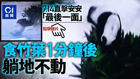熊猫安安离世｜记者上周四见最后一面　食竹1分钟　行动迟缓躺地 ︳01新闻 - 天天要闻