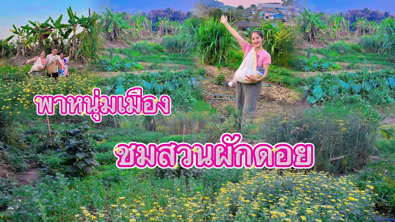 วิถีชีวิตคนดอย ep.946 พาพ่อเฟรญ่าชมสวนผักสวยๆคะ