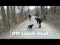 German Pinscher~ JJ~ Board & Train~ Off Leash K9 Training Maryland