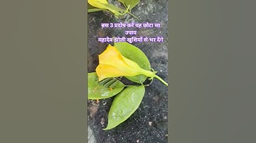 1 कनेर का फूल,बेलपत्र,शमीपत्र प्रदोष का अचूक उपाय💯 #pradeepmishra #trending #youtube