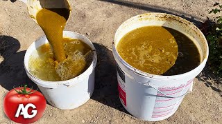 I always prepare this best fertilizer  I water everything with it, the yield will be huge by Amazing garden 36,601 views 13 days ago 4 minutes, 4 seconds