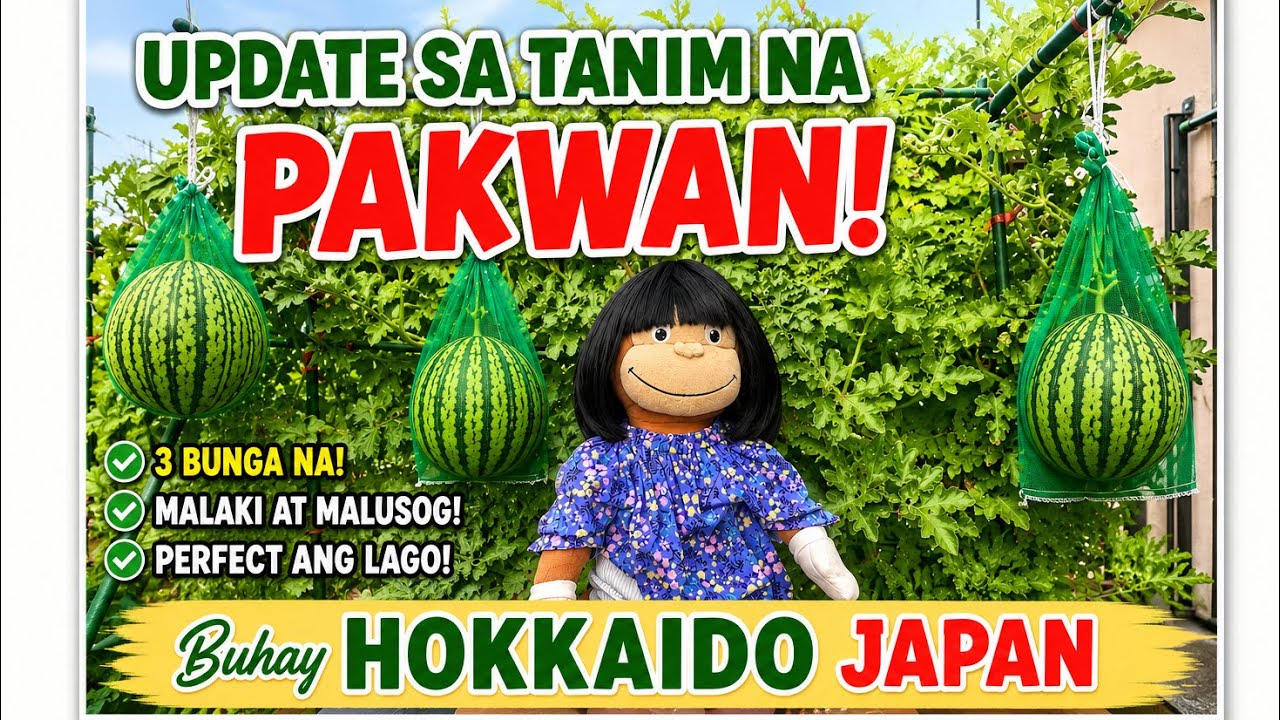 MALUSOG AT MALAKI! 🍉 PAKWAN UPDATE SA HOKKAIDO