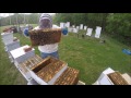 Beekeeping- How to Snelgrove a Honeybee hive, Part 2 of 4